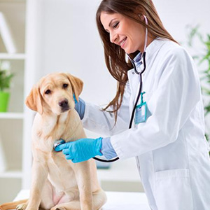 Programa Aprimoramento na prática em Medicina Veterinária